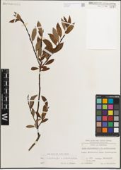Foto von Salix mielichhoferi Saut. x Salix waldsteiniana Willd.